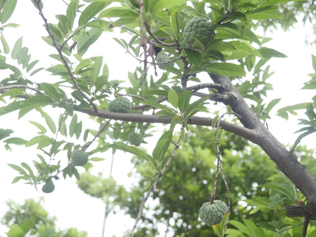 悪魔の実（バイレシン）